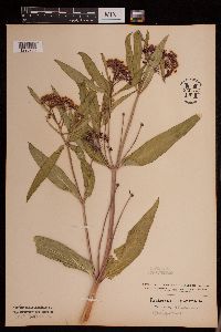 Image of Asclepias incarnata