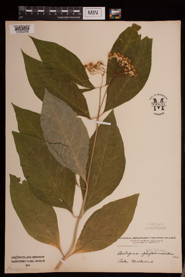 Asclepias exaltata image