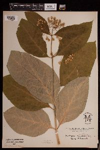 Asclepias exaltata image