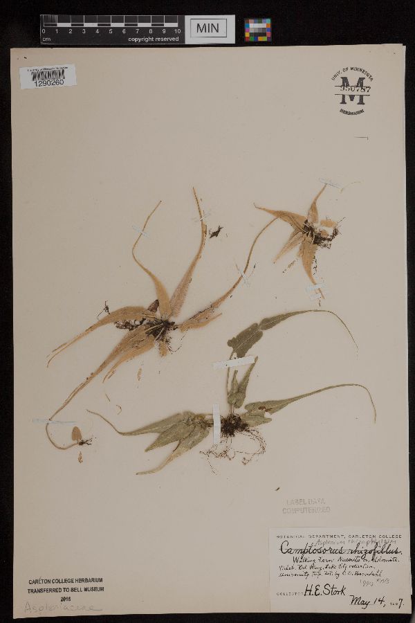 Asplenium rhizophyllum image