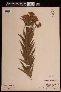 Image of Asclepias tuberosa