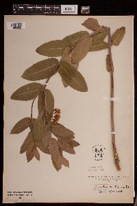 Image of Apocynum cannabinum