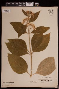 Asclepias speciosa image