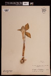 Media resource of Arisaema dracontium