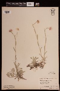 Antennaria rosea image