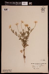 Anthemis cotula image