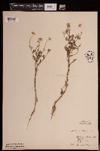 Anthemis cotula image