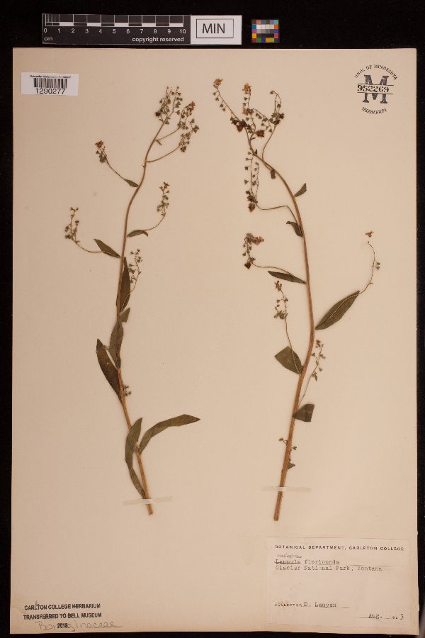 Hackelia floribunda image