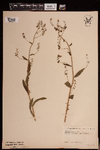 Media resource of Hackelia floribunda