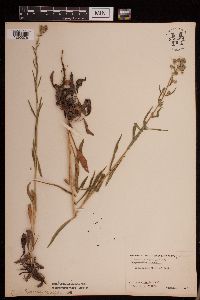 Hackelia floribunda image