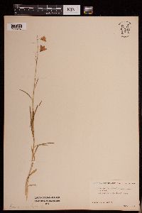 Campanula rotundifolia image