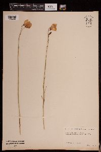 Campanula rotundifolia image