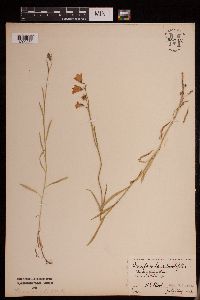 Campanula rotundifolia image