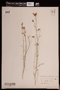 Campanula rotundifolia image