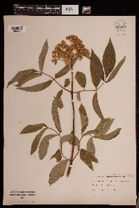 Media resource of Sambucus racemosa