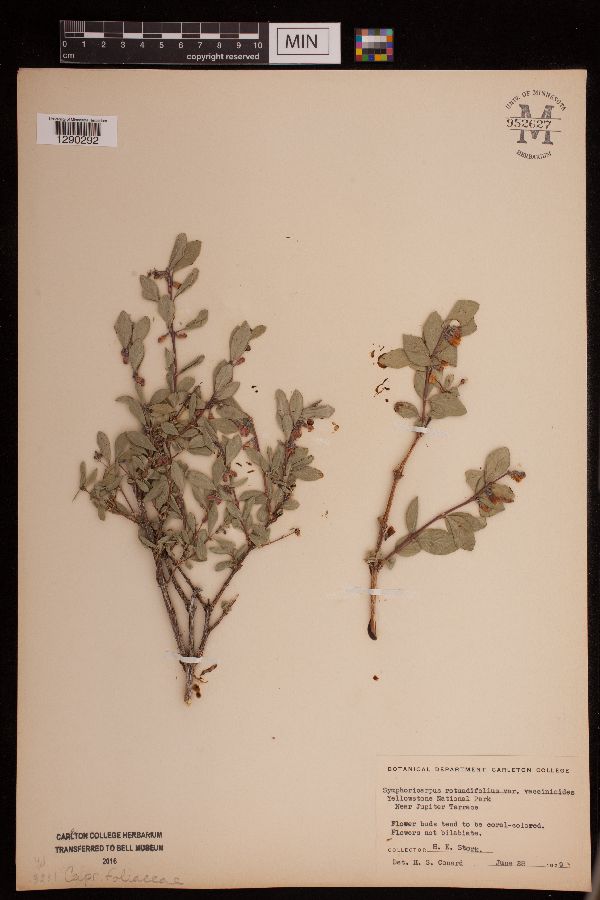 Symphoricarpos rotundifolius image