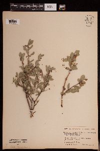 Media resource of Symphoricarpos rotundifolius