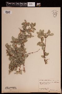 Symphoricarpos rotundifolius image