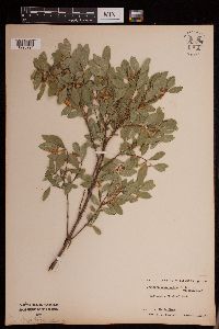 Symphoricarpos rotundifolius image