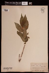 Media resource of Lonicera utahensis