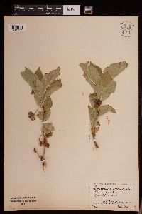 Media resource of Lonicera involucrata