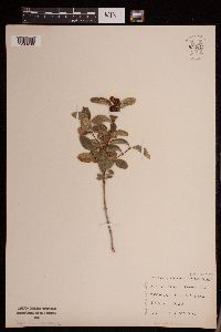 Symphoricarpos albus image