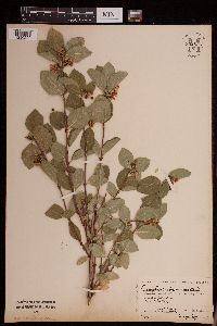 Symphoricarpos occidentalis image