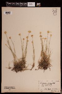 Image of Eremogone congesta