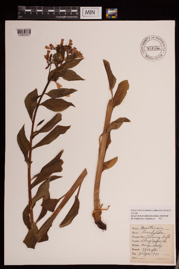 Mertensia lanceolata var. brachyloba image