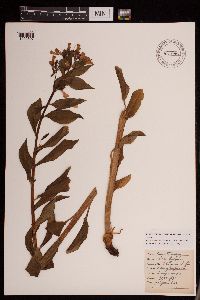 Image Associated With the Occurrence