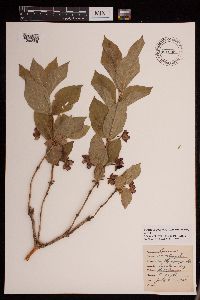 Lonicera involucrata image