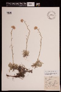 Antennaria rosea image