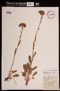 Media resource of Packera crocata