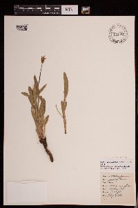 Agoseris parviflora image