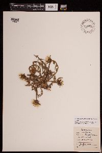 Taraxacum officinale image