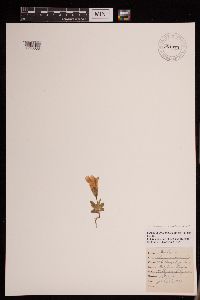 Gentianopsis thermalis image