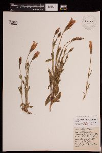 Gentianopsis thermalis image