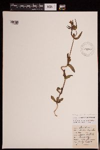 Gentianella amarella subsp. heterosepala image