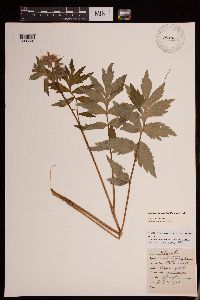 Image Associated With the Occurrence