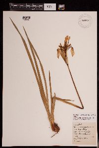 Iris missouriensis image