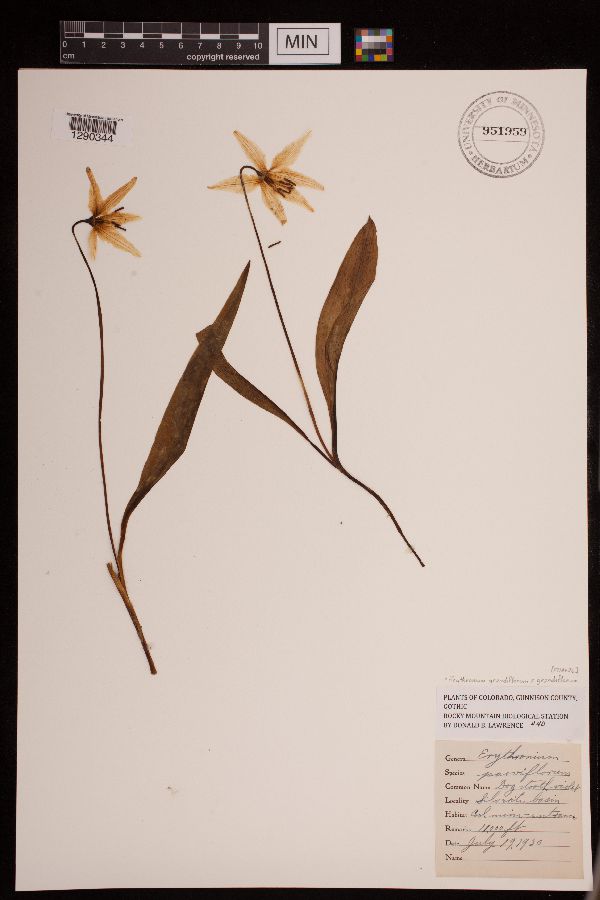 Erythronium grandiflorum subsp. grandiflorum image