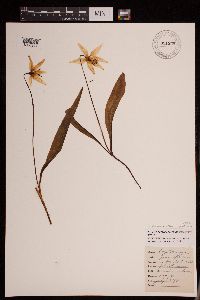 Erythronium grandiflorum image