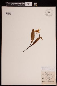 Erythronium grandiflorum image