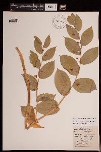 Streptopus amplexifolius image