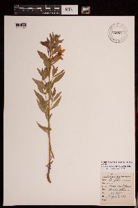 Chamaenerion angustifolium image