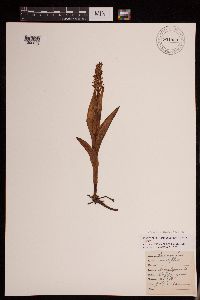 Media resource of Platanthera stricta