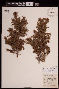 Juniperus communis image