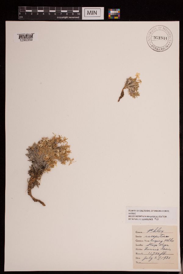 Phlox caespitosa image