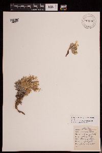 Image of Phlox caespitosa