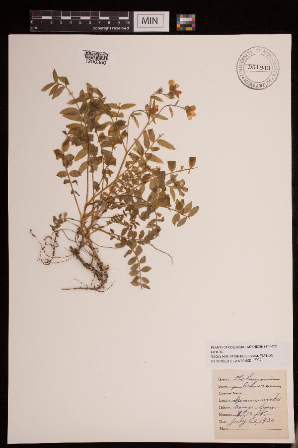 Polemonium pulcherrimum image